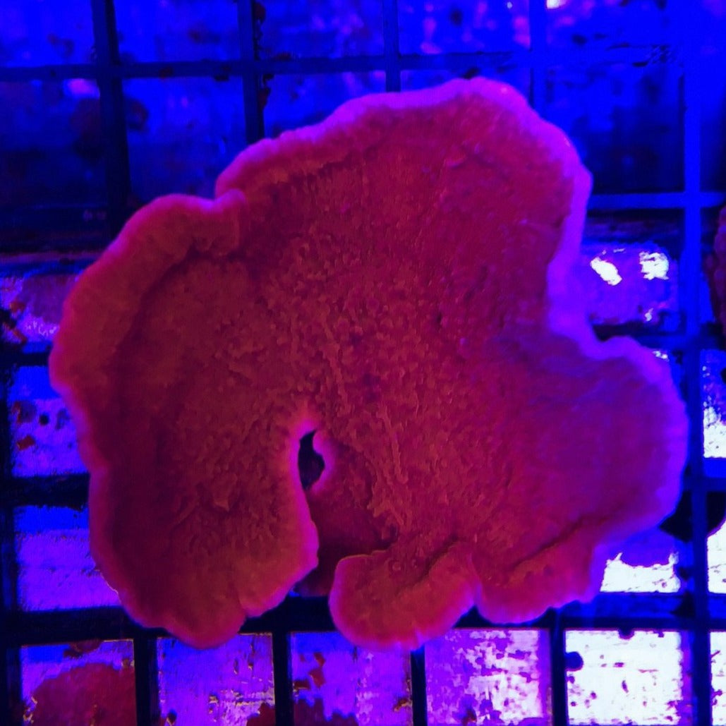 Montipora Cup Orange