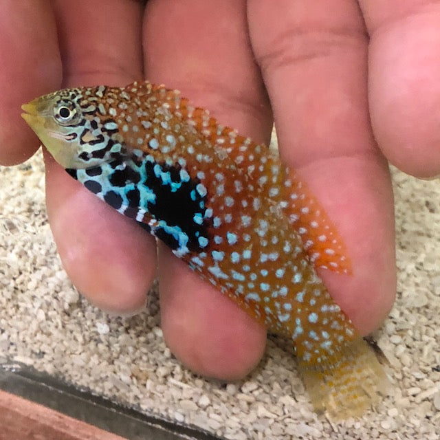 Blue Star Leopard Wrasse