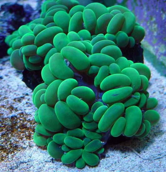 Green Bubble Coral