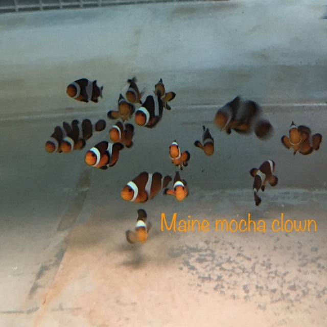 Mocha Clownfish