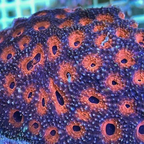Orange Acanthastrea Coral