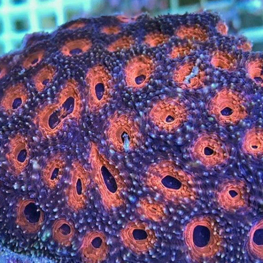 Orange Acanthastrea Coral