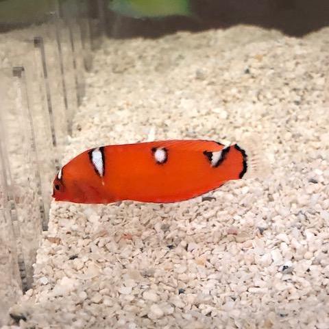 Red Coris Wrasse - Juvenile