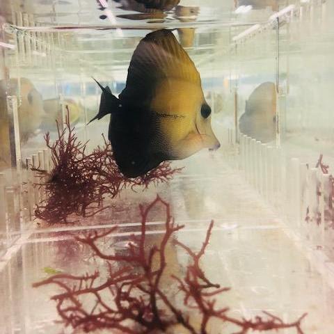 Scopas Brown Tang