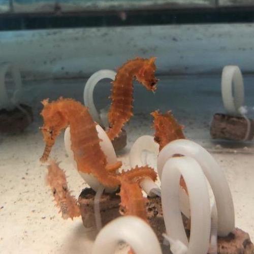 Orange Seahorse - Tank Raised