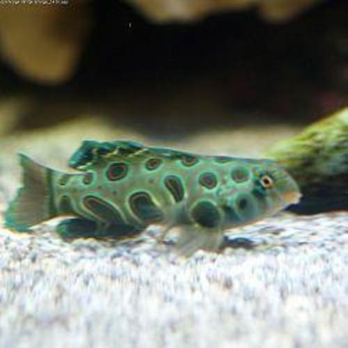 Spotted Mandarin Goby