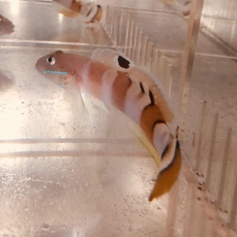 Tiger Watchman Goby