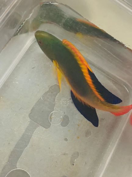 Scott's Fairy Wrasse