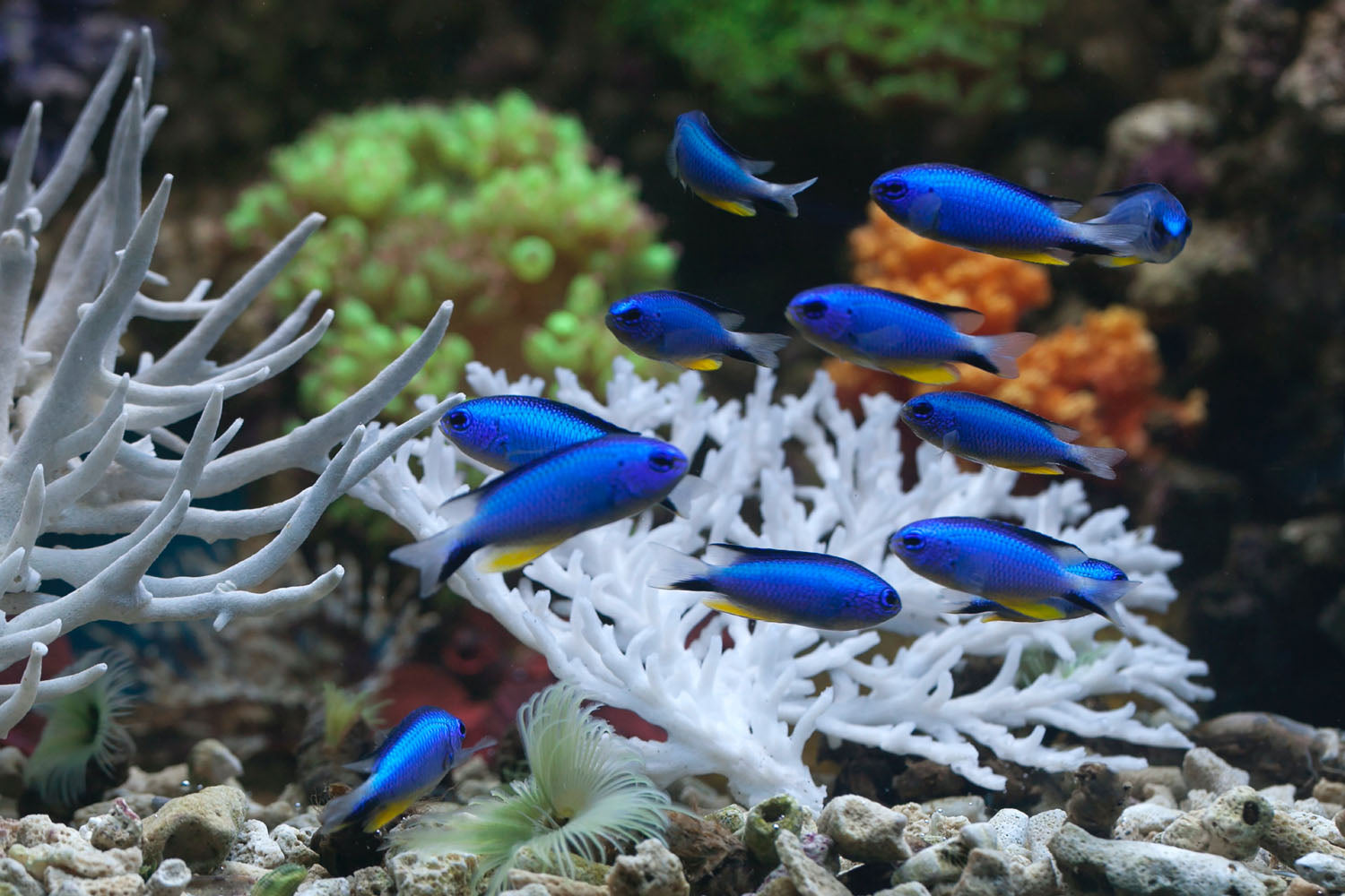 Electric-blue damselfish swimming among reef rock